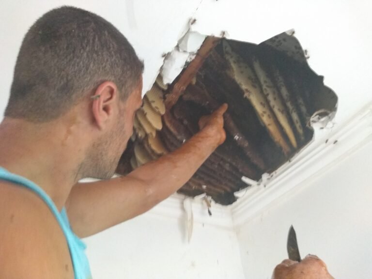 Remoção de abelhas Búzios - RJ