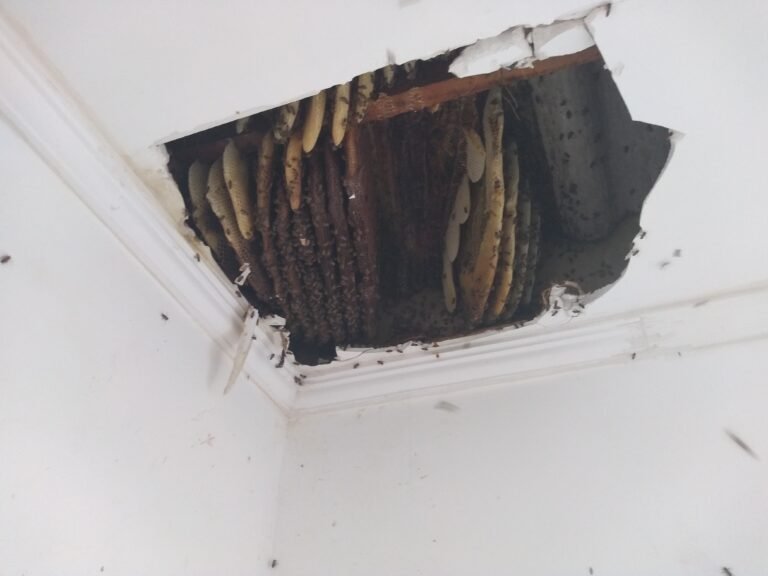 enxames de abelhas em forro