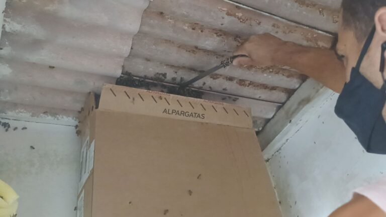 remoção de abelhas