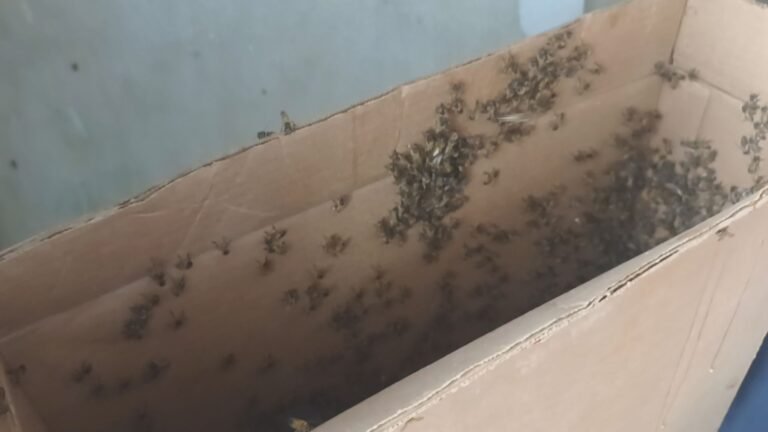 remoção de abelhas