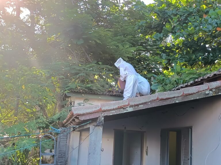 remoção de abelhas em São Pedro da Aldeia - RJ