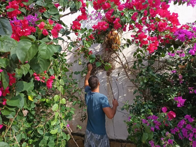 Remoção abelhas e marimbondos região dos lagos